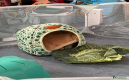 Guinea Pig rodents for sale: 2 male guinea pigs and setup - Advert 5