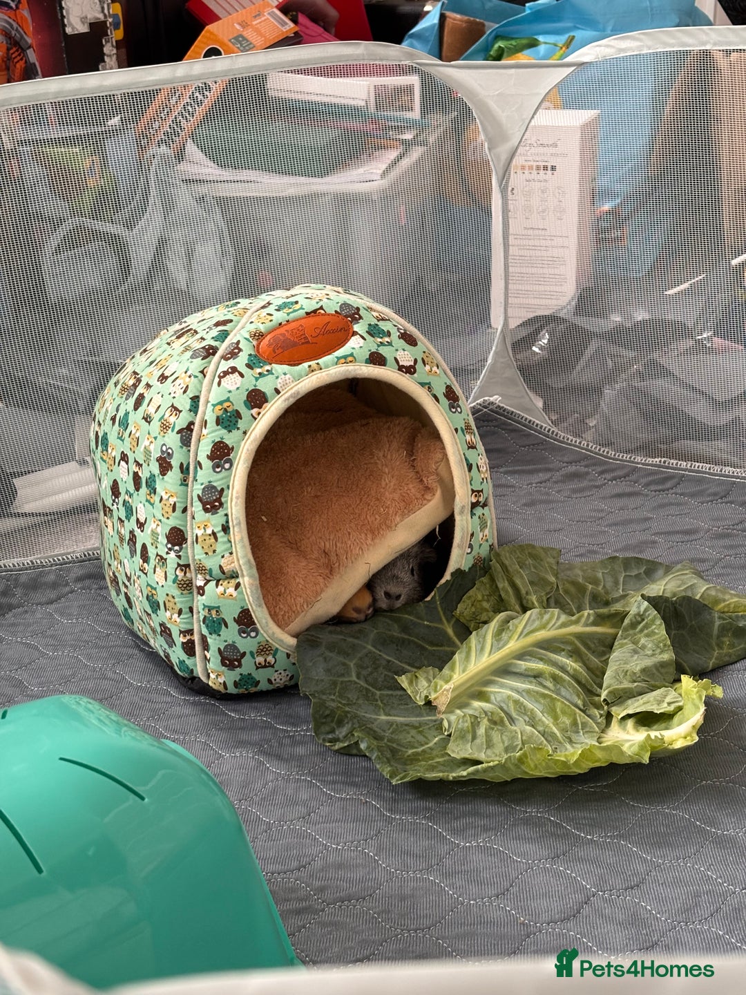 Guinea Pig rodents for sale: 2 male guinea pigs and setup - Advert 5