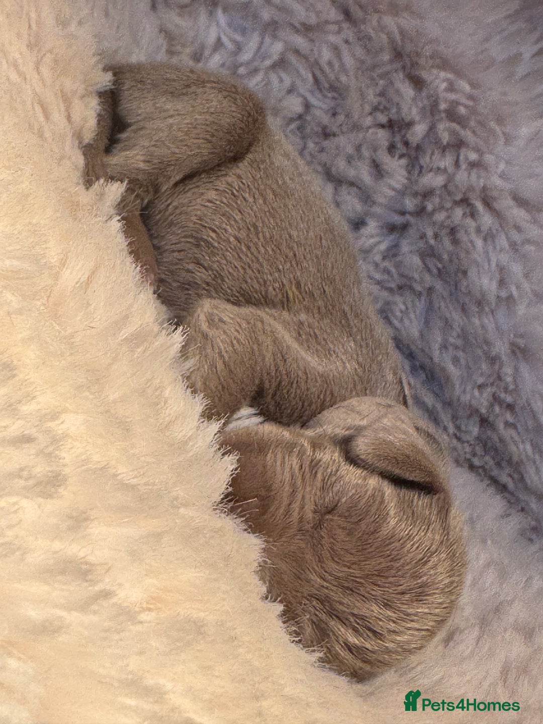 Weimaraner dogs for sale:  KC Reg Weimaraner Pups from Champion Bloodlines ✨ - Image 19