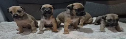 Lurcher dogs for sale: Lurcher puppies for sale  - Advert 7