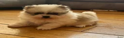 Pomeranian dogs for sale: Gorgeous KC Pomeranians - Advert 9