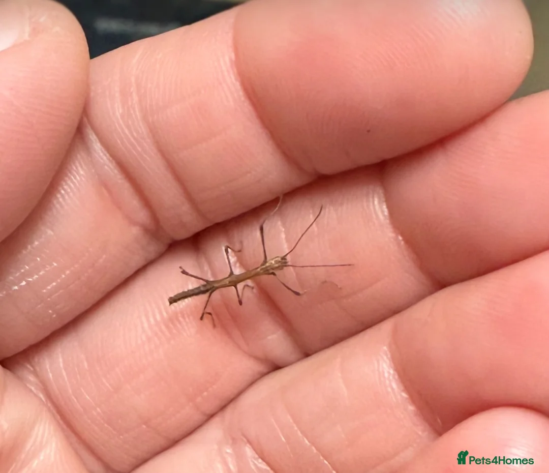 Stick Insects invertebrates for sale: Indian stick insect nymphs (babies) and/or eggs - Advert 4