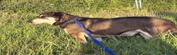 Mixed Breed dogs for adoption: Phillip Norwich Norfolk  - Advert 4