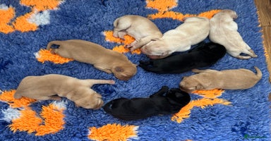 Labrador Retriever dogs - Advert 5