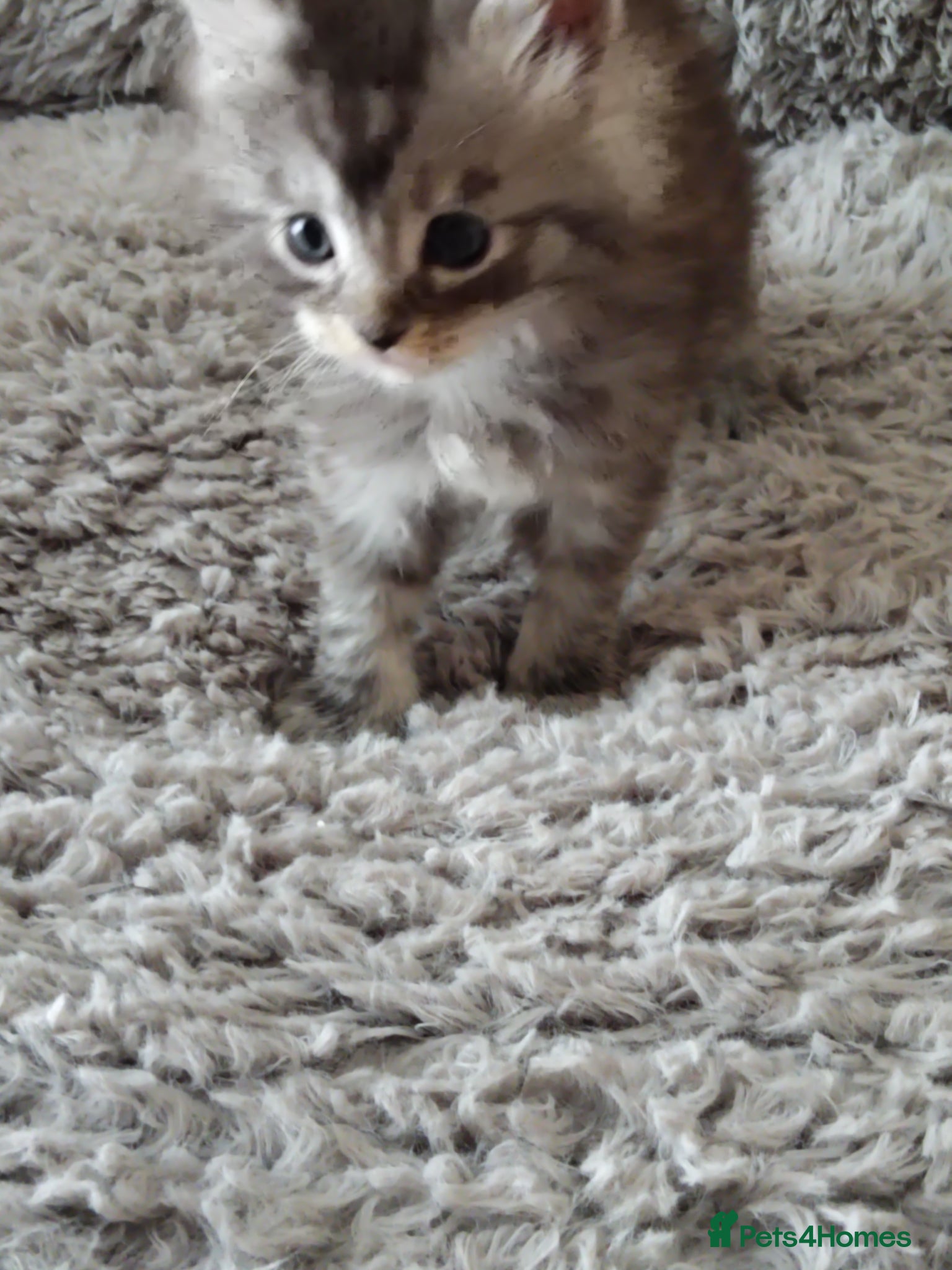 Maine Coon cats Maincoon kittens for sale - Advert 17