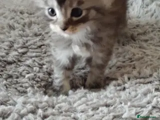 Maine Coon cats Maincoon kittens for sale - Advert 17