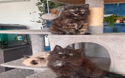 Mixed Breed cats for sale: Ragdoll and Maine Coon crossed  - Image 8