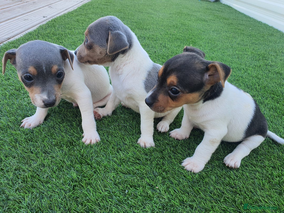Jack Russell dogs for sale: Jack russell pups  - Image 8