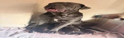 Mixed Breed dogs for sale: Unplanned litter  in Grimsby - Advert 6