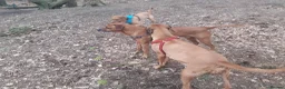Rhodesian Ridgeback dogs for sale: 🦁RHODESIAN RIDGEBACKS PUPPIES🦁  - Advert 18