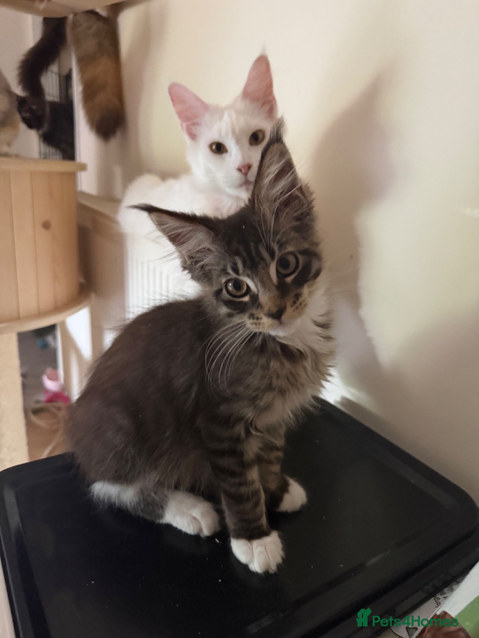 Maine Coon cats Maincoon  - Advert 1