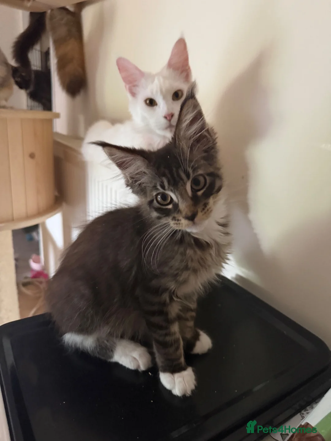 Maine Coon cats for sale: Maincoon  - Advert 1