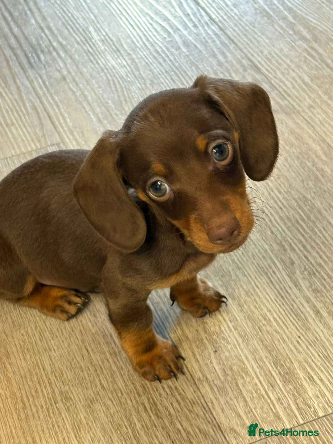 Dachshund dogs for sale: Daschaund puppy  - Advert 1