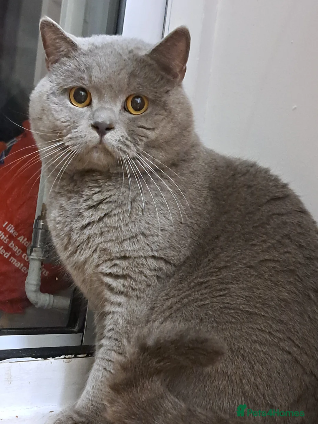 British Shorthair cats for stud: GCCF Registered Active, Blue Cat For Stud. in Sheffield - Advert 15