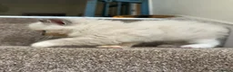 Ragdoll cats for sale: Ragdoll x British Longhair Kittens - Ready 2nd Oct in Saint Leonards-on-sea - Advert 9