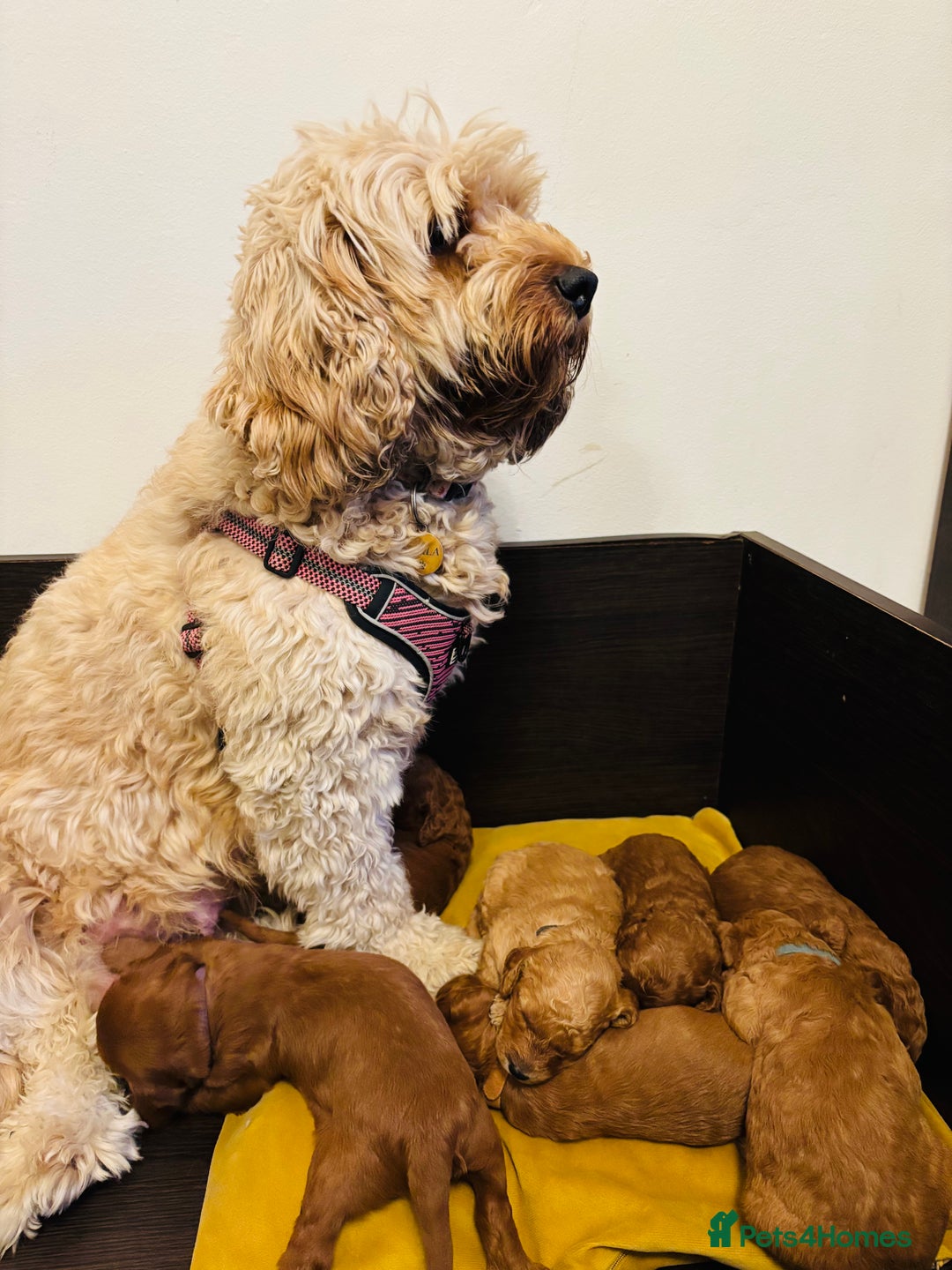 Cavapoo dogs for sale: Gorgeous F1B Cavapoo puppies - Image 7