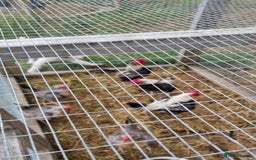 Chickens poultry for sale: Old English Game Bantams - Image 5