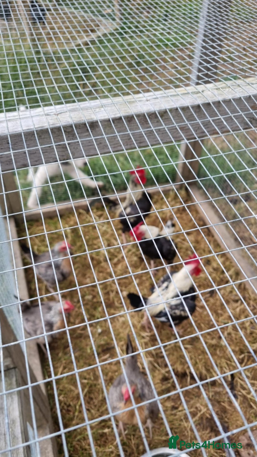 Chickens poultry for sale: Old English Game Bantams - Image 5