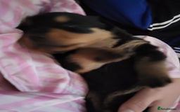 Rottweiler dogs for sale: 1 male 1 female rottweiler  - Image 17