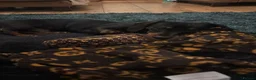 Dachshund dogs for sale: Beautiful male dachshund for sale  - Advert 2