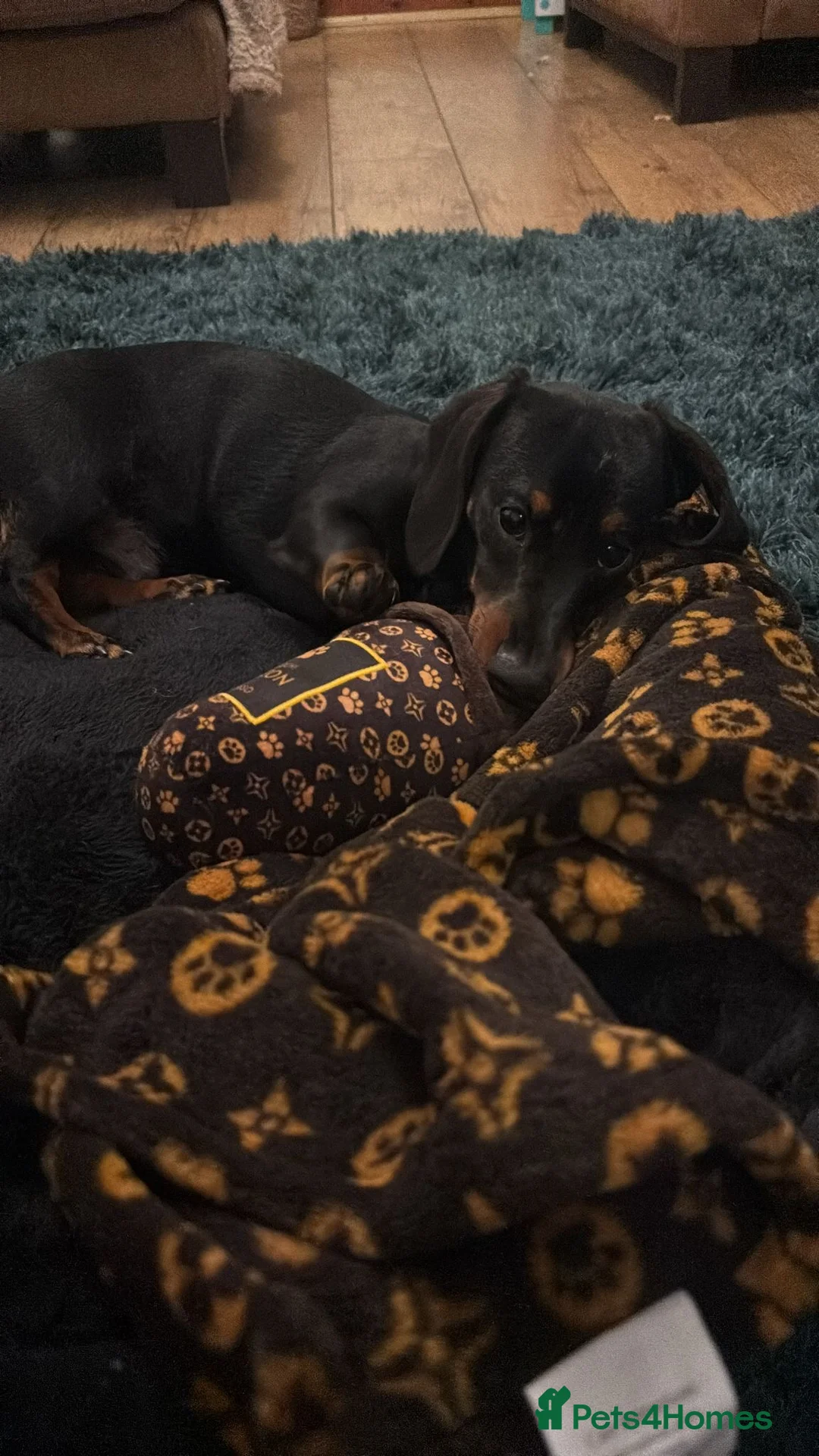 Dachshund dogs for sale: Beautiful male dachshund for sale  - Advert 2