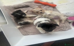 Mixed Breed dogs for sale: Beautiful Pomachons  - Image 2