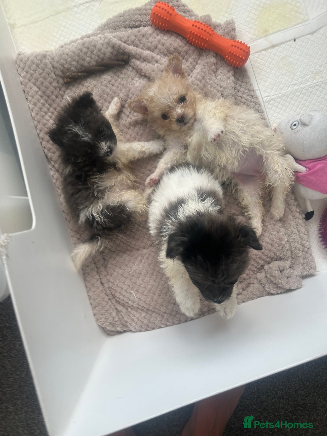 Mixed Breed dogs for sale: Beautiful Pomachons  - Image 2