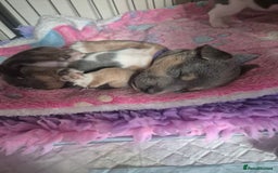 Jack Russell dogs for sale: Beautiful Blue tri miniature jack russells  - Image 14