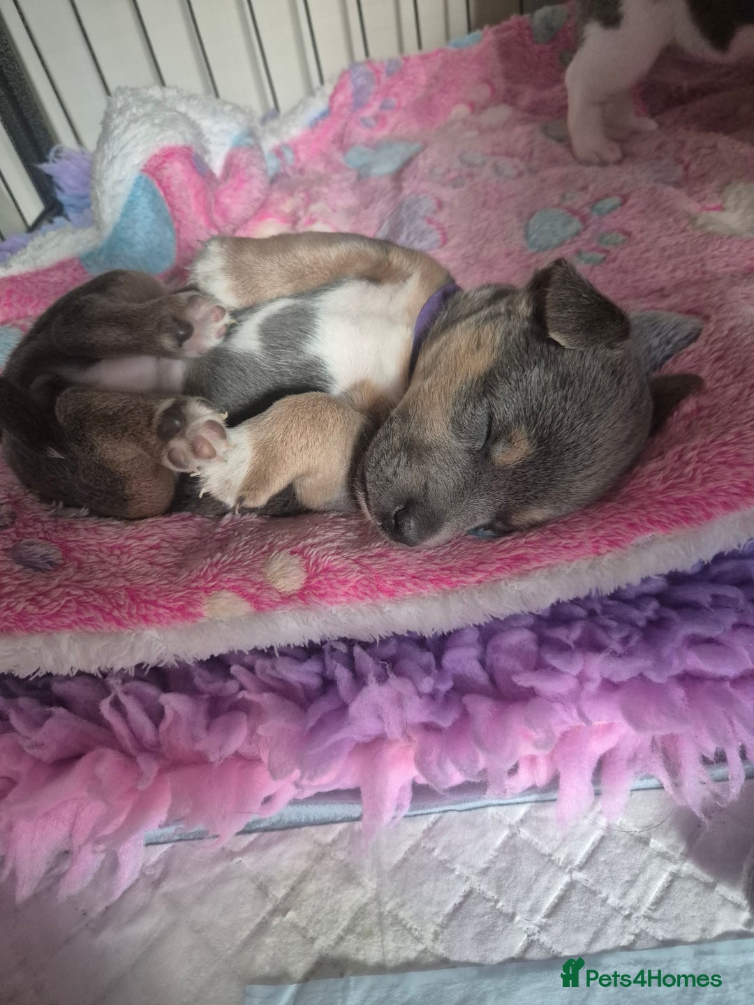 Jack Russell dogs for sale: Beautiful Blue tri miniature jack russells  - Image 14