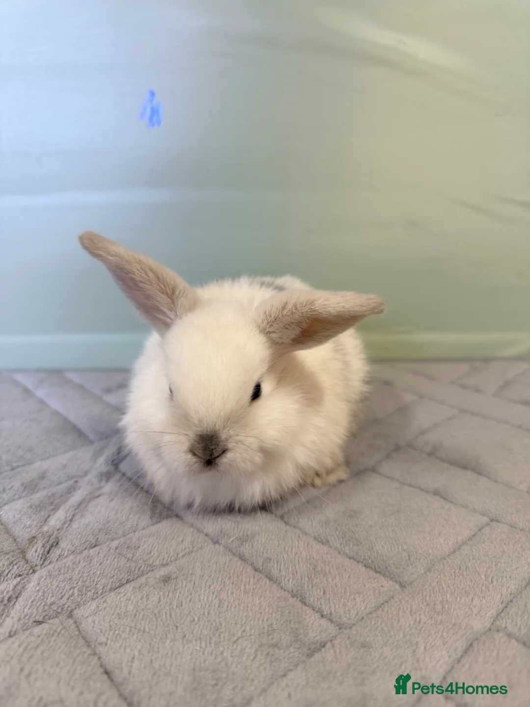 Mini Lop rabbits for sale: Magpie mini lops  - Advert 2