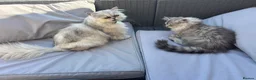 Persian cats for sale: Persian Chinchilla - Advert 5