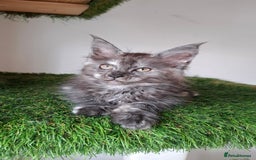 Maine Coon cats for sale: Pedigree Maine Coon kittens  - Image 6