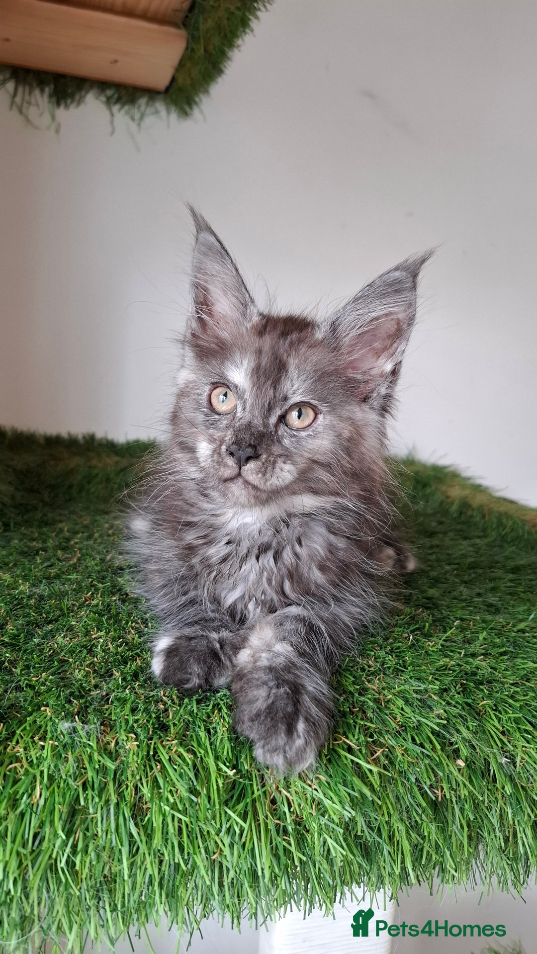Maine Coon cats for sale: Pedigree Maine Coon kittens  - Image 6