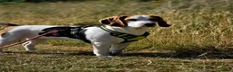 Beagle dogs for sale: Beautiful Beagle Puppies Looking For A Loving Home - Advert 3