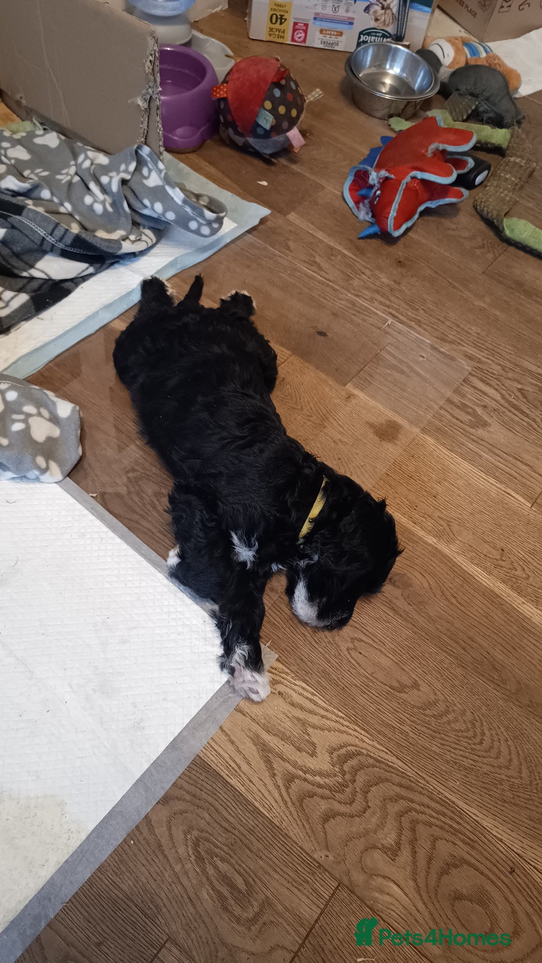 Portuguese Water Dog dogs for sale: Portuguese Water Dog Puppies available now - Image 3