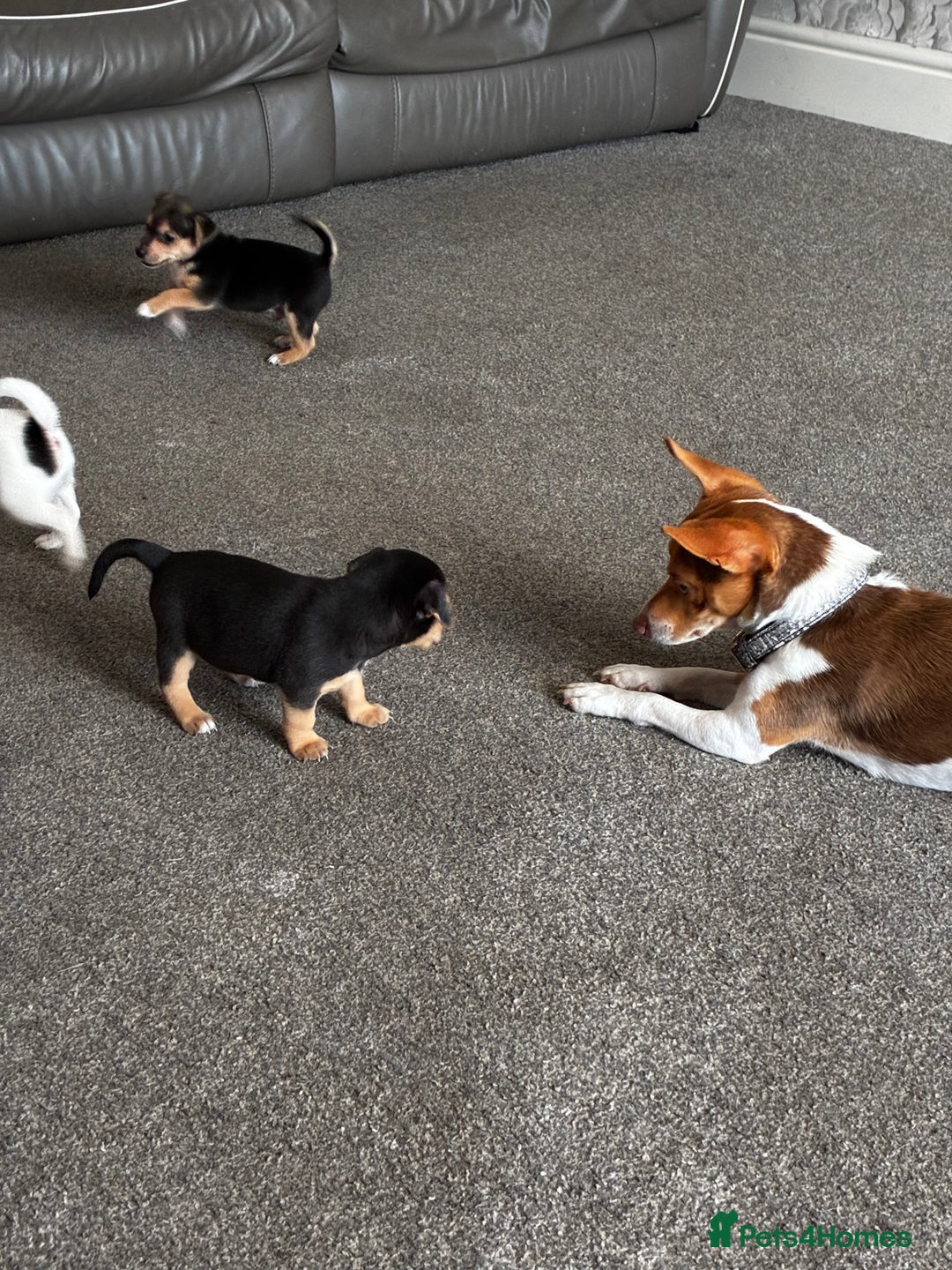 Jack Russell dogs for sale: Jack Russell’s looking for forever homes - Image 6