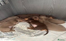 Miniature Dachshund dogs for sale: Gorgeous Miniature Daschund puppies 🐶🤍  - Image 3