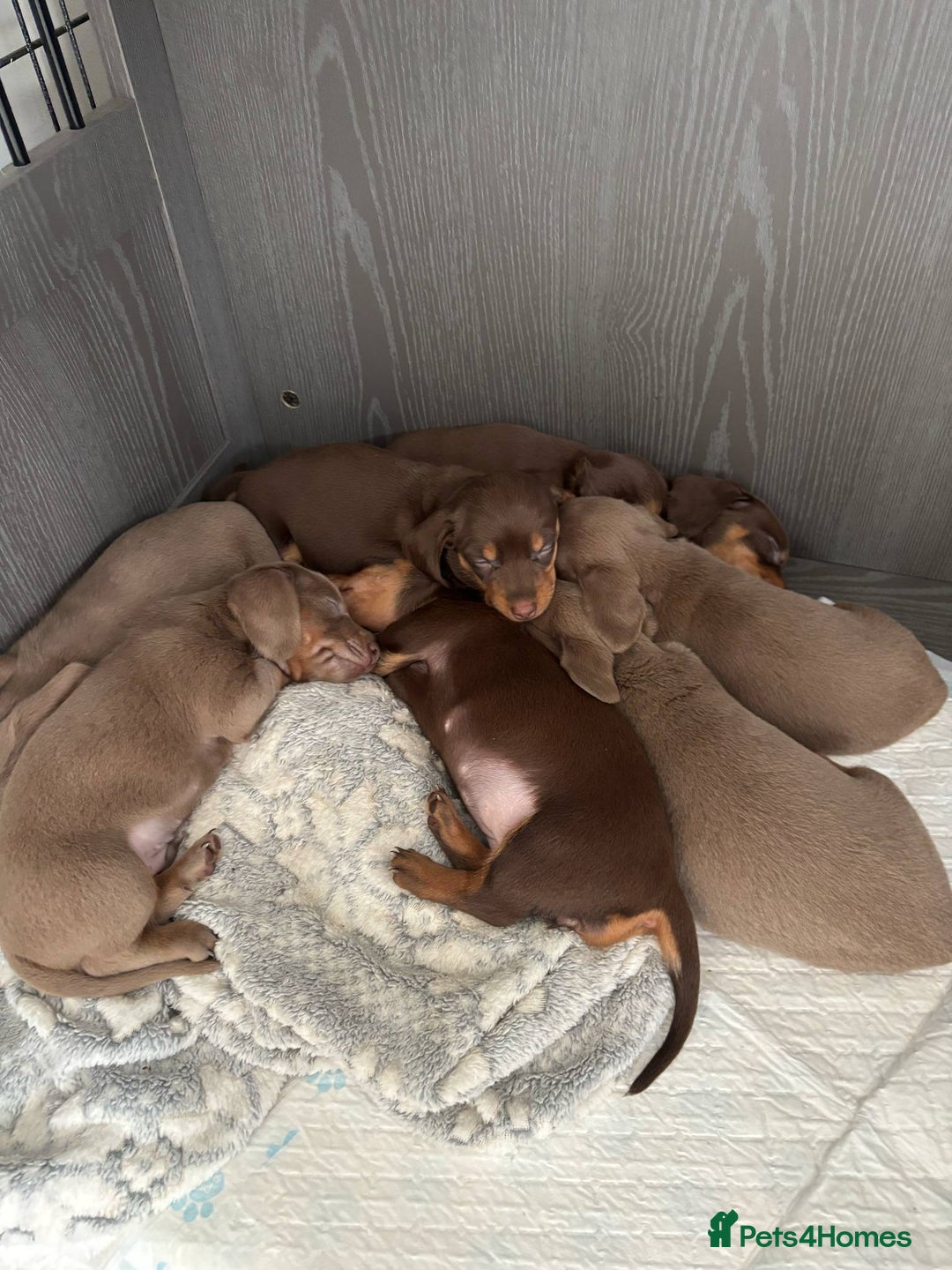 Miniature Dachshund dogs for sale: Gorgeous Miniature Daschund puppies 🐶🤍  - Image 3