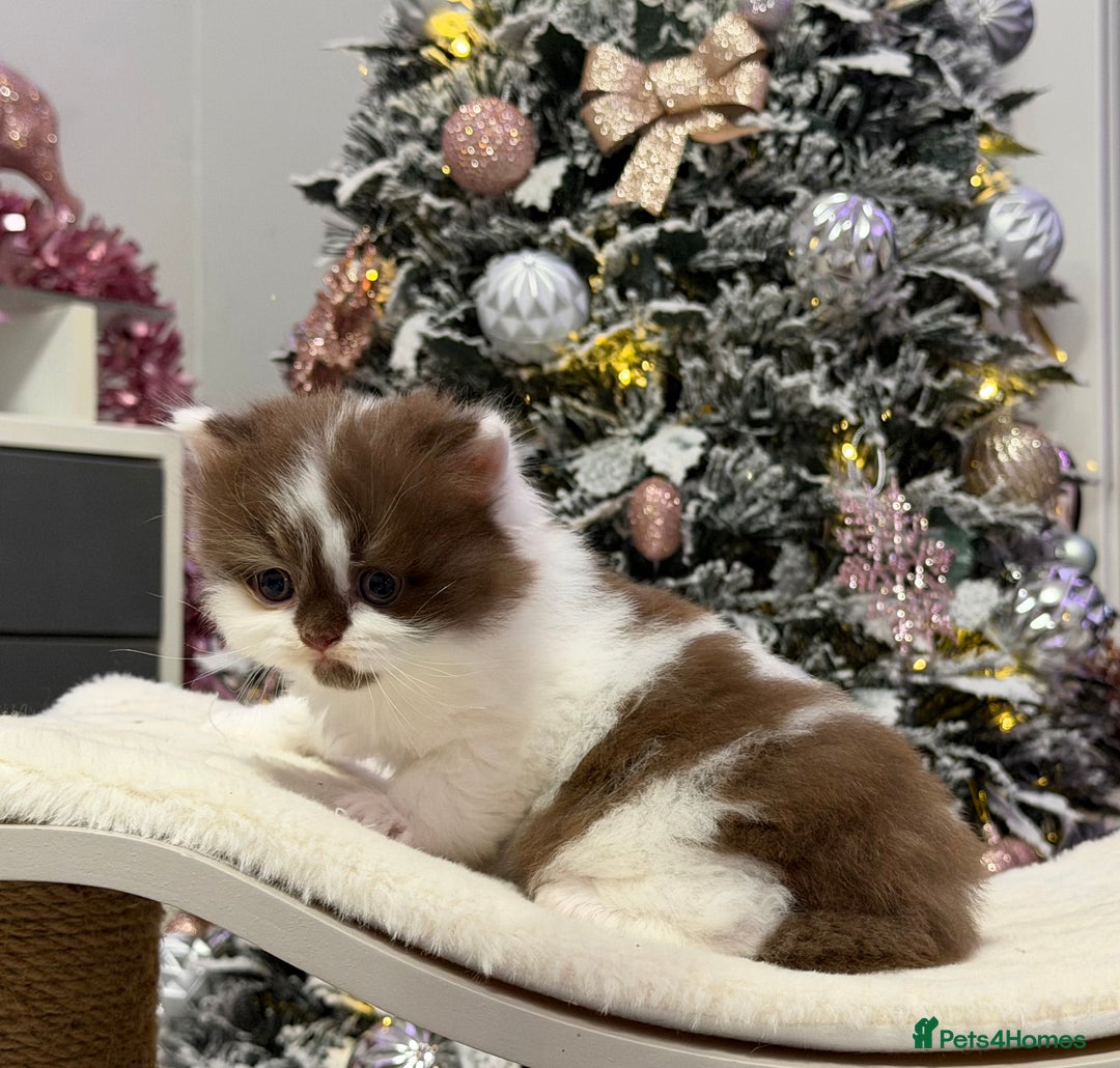British Longhair cats for sale: Beautiful Longhair kittens - Advert 12