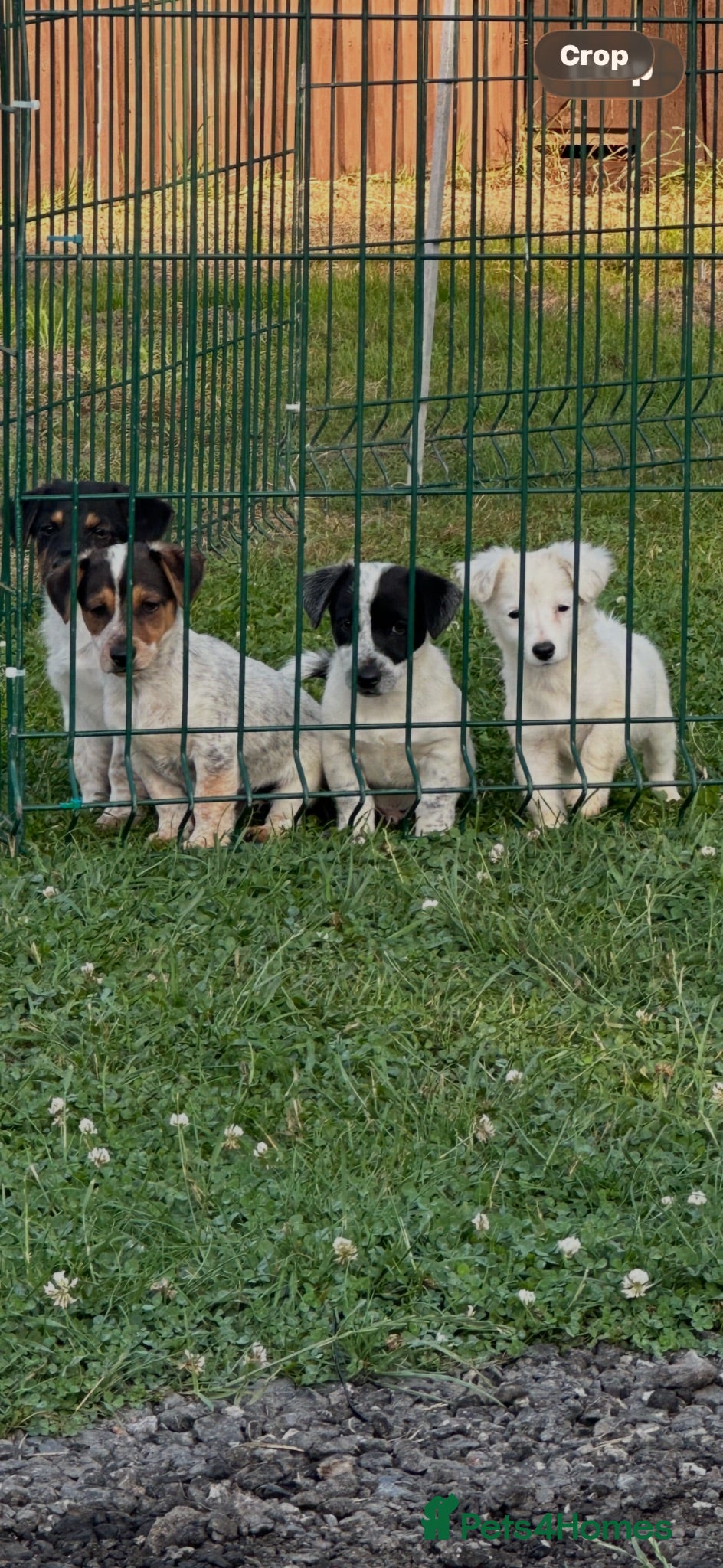 Jack Russell dogs Miniature Jack Russell terrier - Advert 1