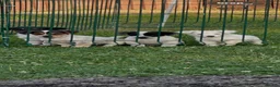 Jack Russell dogs for sale: Miniature Jack Russell terrier - Advert 1