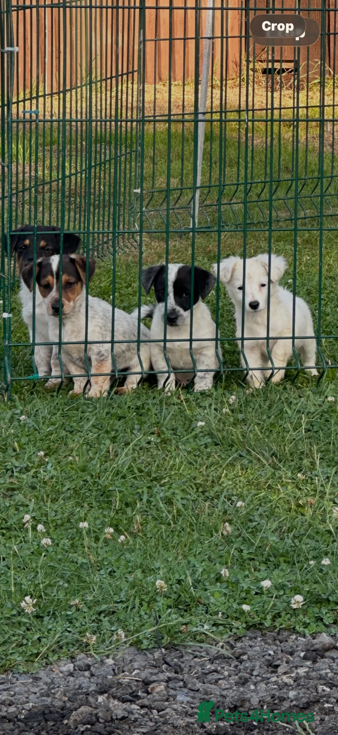 Jack Russell dogs for sale: Miniature Jack Russell terrier - Advert 1