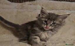 Maine Coon cats for sale: GCCF Registered Pedigree Maine Coon Kittens - Image 8