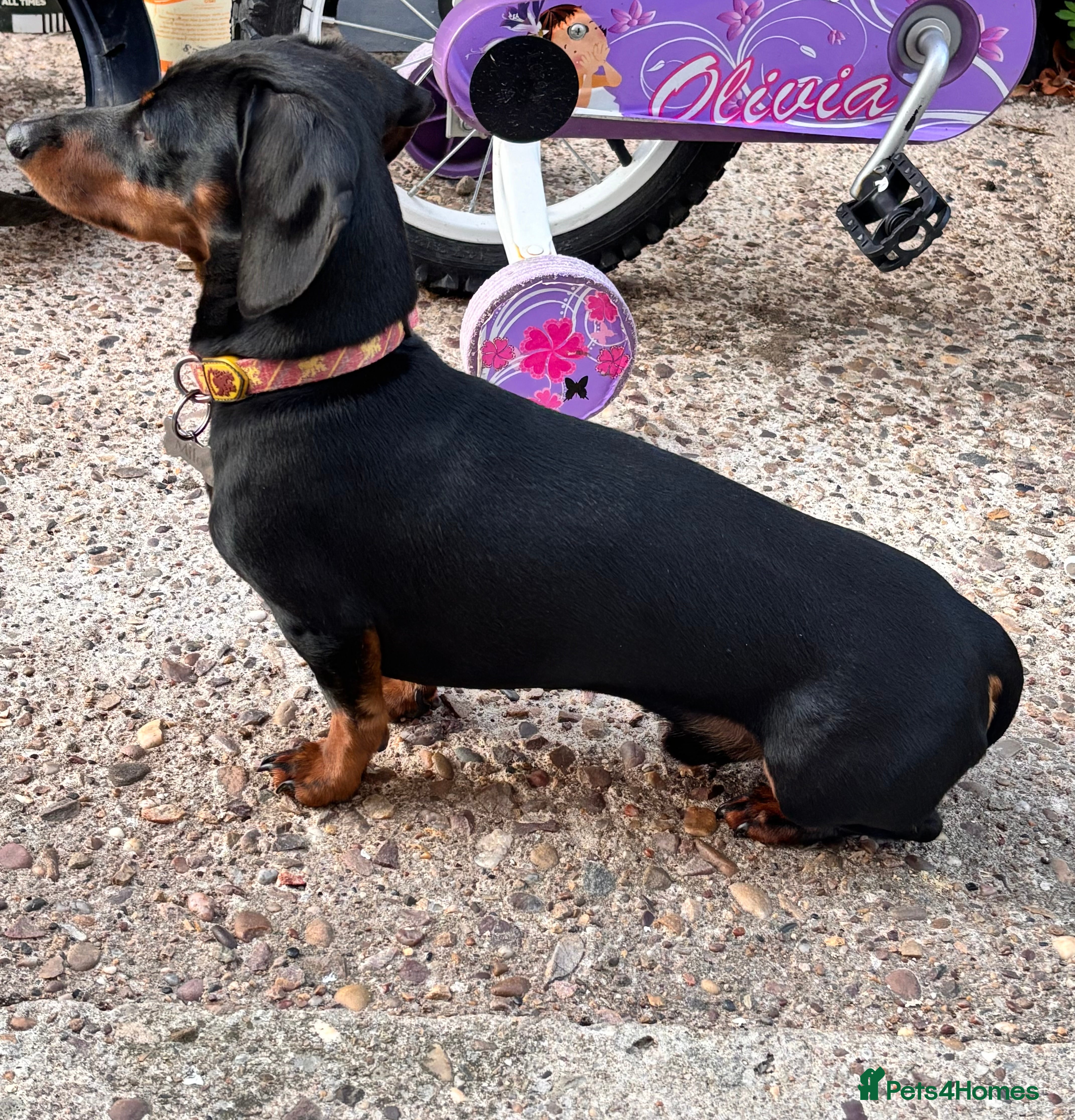 Miniature Dachshund dogs KC REG PRA CLEAR 🧬 MINIATURE DACHSHUND FOR STUD - Advert 5