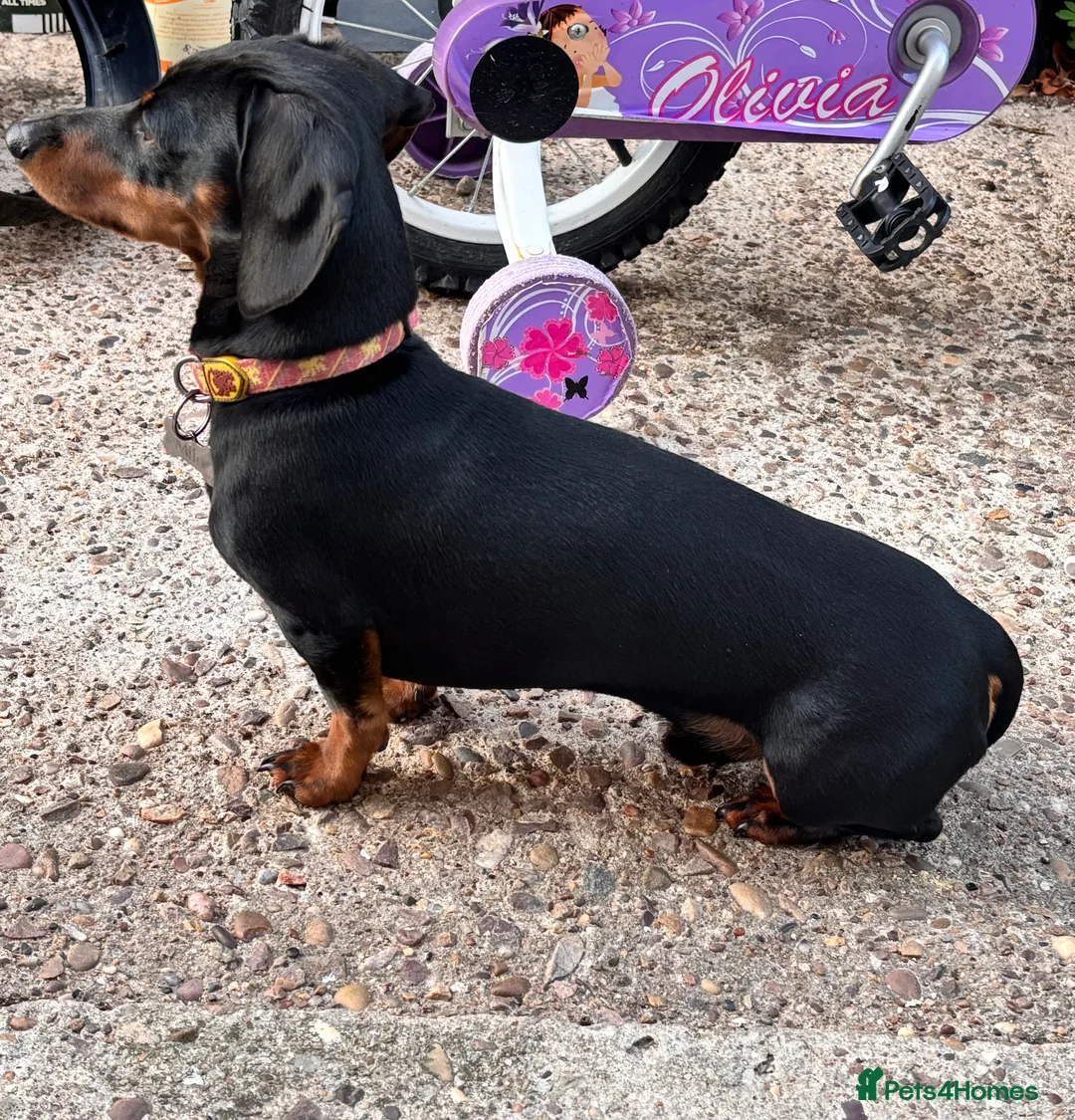 Miniature Dachshund dogs for stud: KC REG PRA CLEAR 🧬 MINIATURE DACHSHUND FOR STUD in Chesterfield - Advert 2