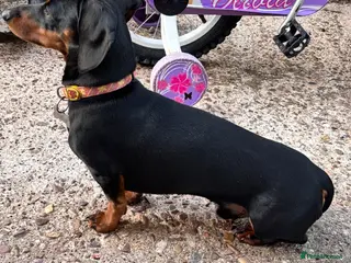 Miniature Dachshund dogs KC REG PRA CLEAR 🧬 MINIATURE DACHSHUND FOR STUD - Advert 5