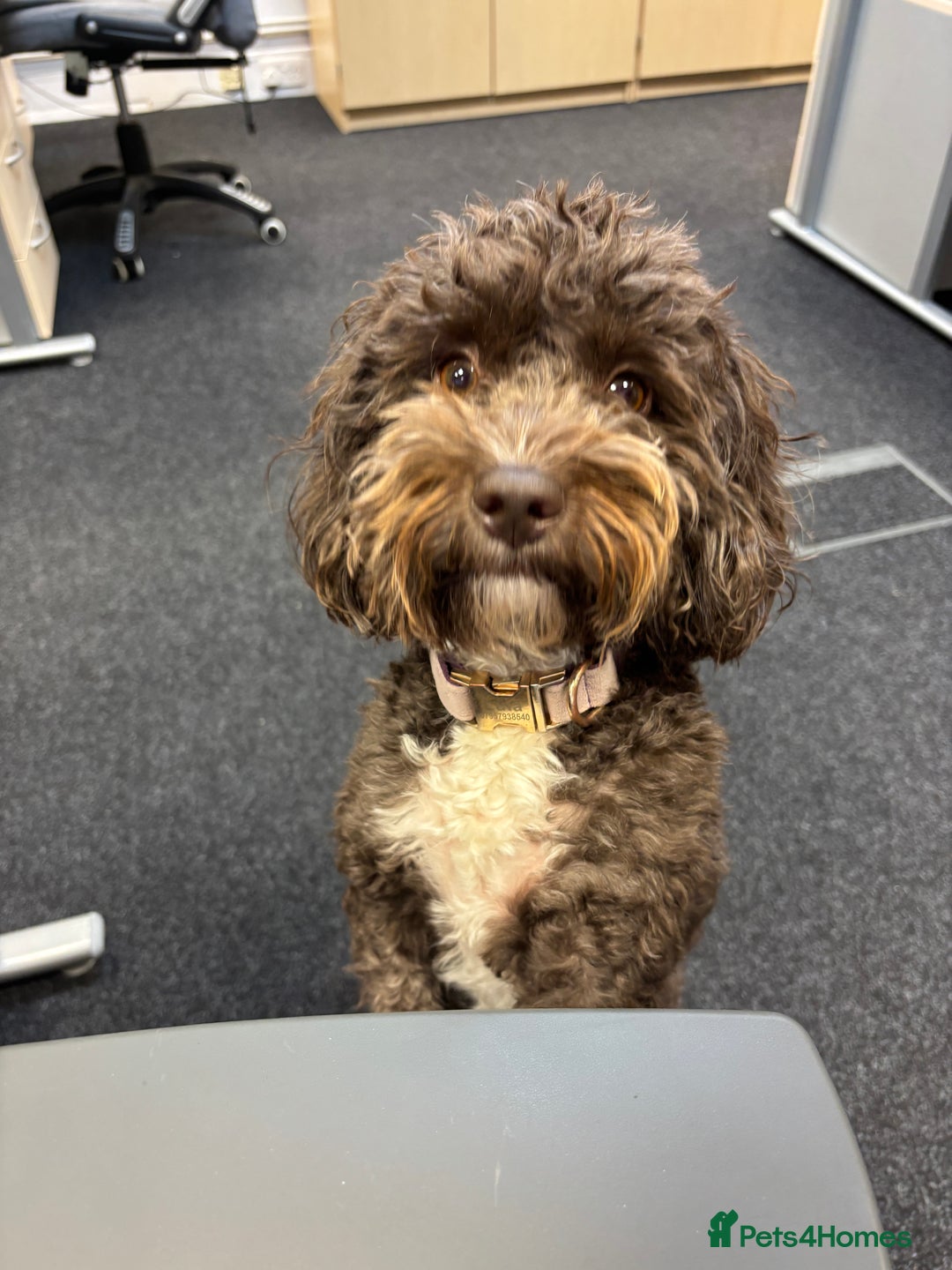 Cockapoo dogs for sale: Two Loving Cockapoo Girls Looking for Forever Home - Advert 1