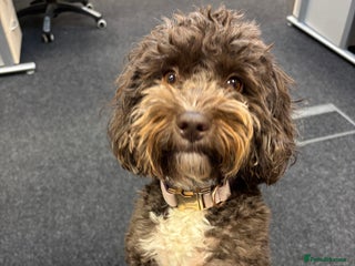 Cockapoo dogs Two Loving Cockapoo Girls Looking for Forever Home - Advert 1