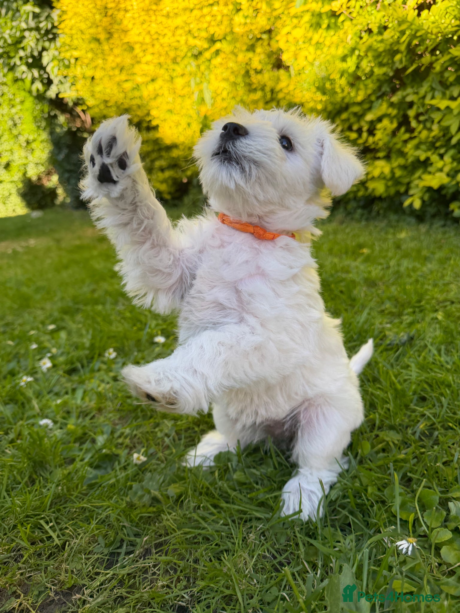 Miniature Schnauzer dogs for sale: Available: 🐾 3 Girls 🐾 2 Boys - Advert 28