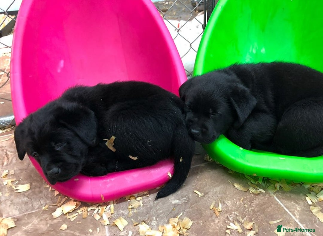 Labrador Retriever dogs for sale: Chunky Working Lab Puppies  - Image 7